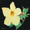 Suave Flor