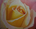 Rosa Rosada